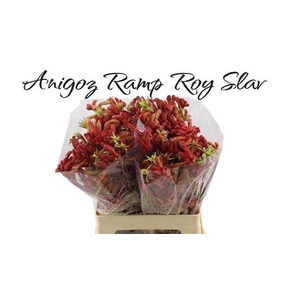 ANIGOZ RAMP ROY SLAV