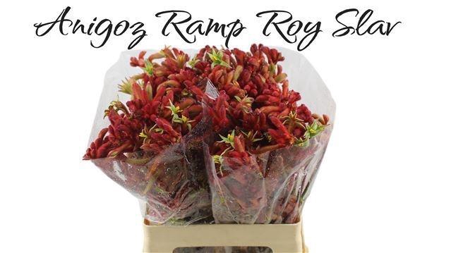 <h4>ANIGOZ RAMP ROY SLAV</h4>