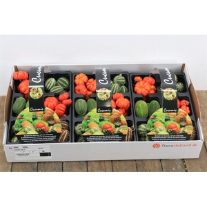Sier Cucumis Africanus X4