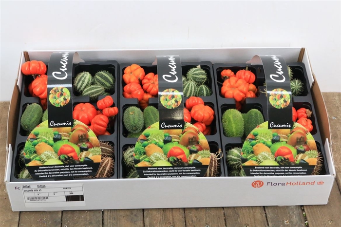<h4>Sier Cucumis Africanus X4</h4>