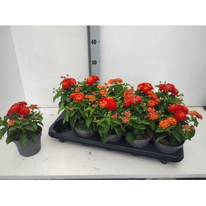 LANT SHAMROCK RED