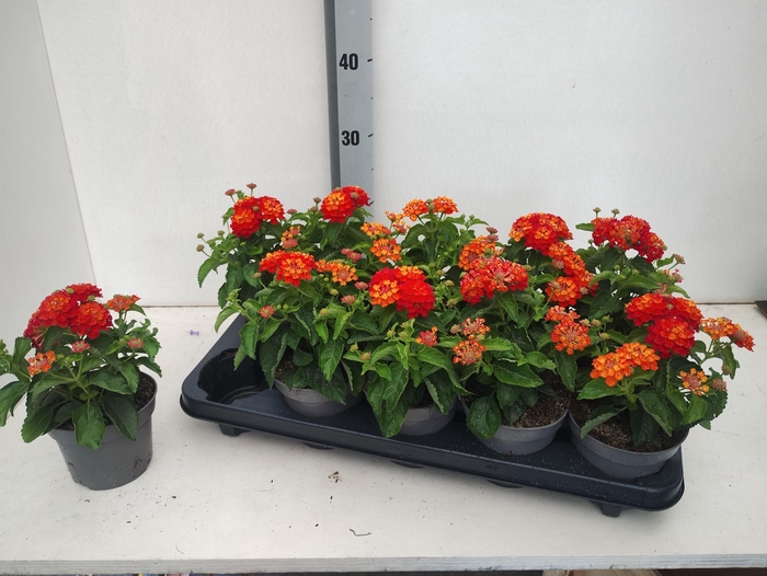 <h4>LANT SHAMROCK RED</h4>