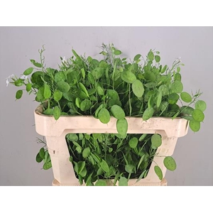Lunaria Ann Groene Penning