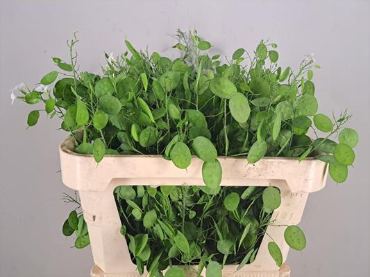 <h4>Lunaria Ann Groene Penning</h4>