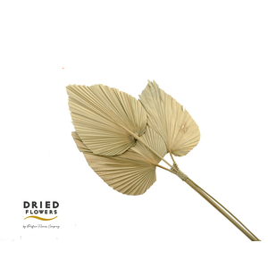 Dried Palm Deco Three