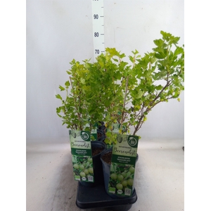 Ribes uva-crispa 'Hinnonmaki Gron'