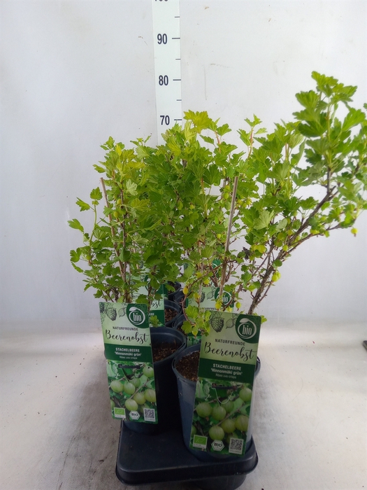 <h4>Ribes uva-crispa 'Hinnonmaki Gron'</h4>