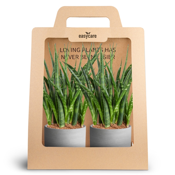 <h4>2-Pack Raw Grey, Fernwood</h4>