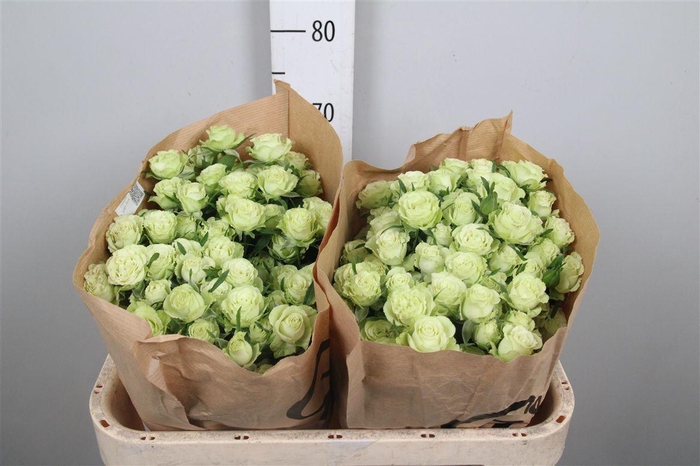 <h4>R Tr Limousine</h4>