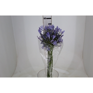 AGAPANTHUS AZUL