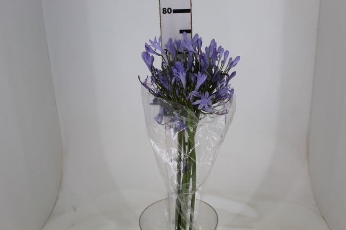 <h4>AGAPANTHUS AZUL</h4>