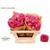 Rosa Spray Garden Volkova
