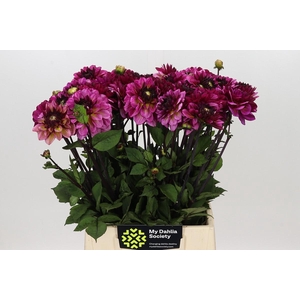 Dahlia Muchacha