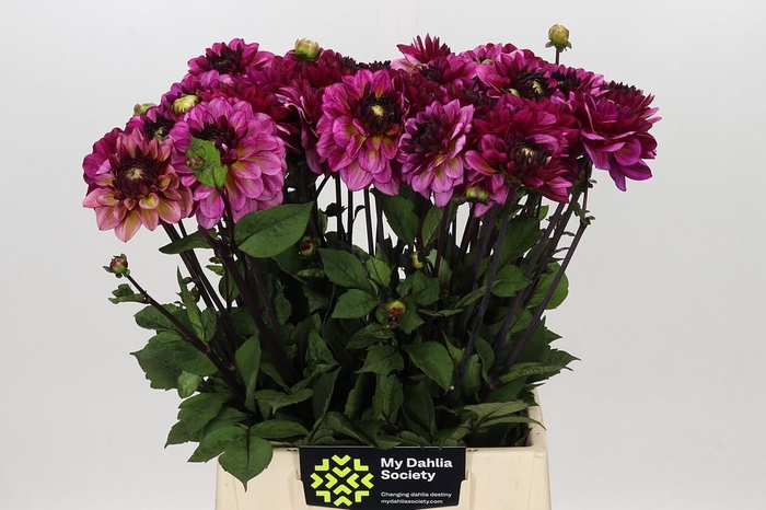 <h4>Dahlia Muchacha</h4>