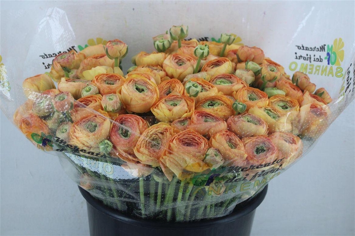 <h4>Ran Cloni Ex Honey</h4>