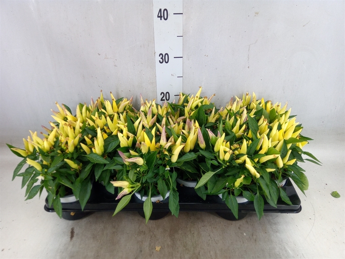 <h4>Capsicum annuum 'Joker'</h4>