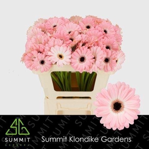 GERBERA MI 'DUET'