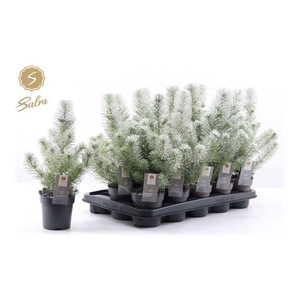 Pinus Silver Crest