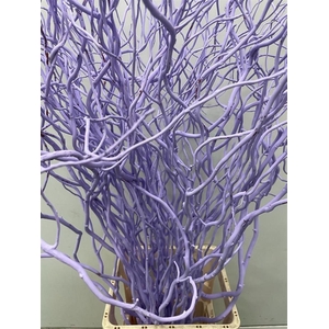 Salix Golden Curls Klb Milka