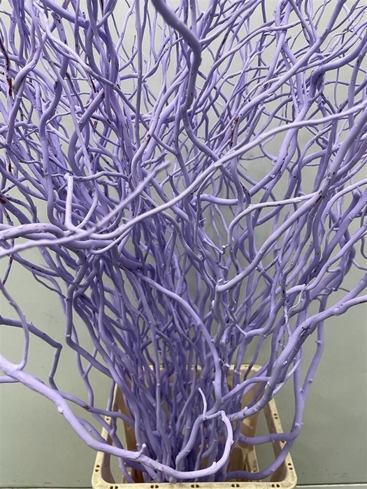 <h4>Salix Golden Curls Klb Milka</h4>