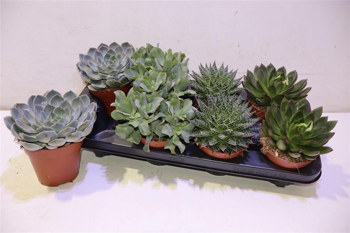 <h4>Succ Gem 4 Srt</h4>