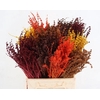 DF Lavendel Bs Autumn Mix