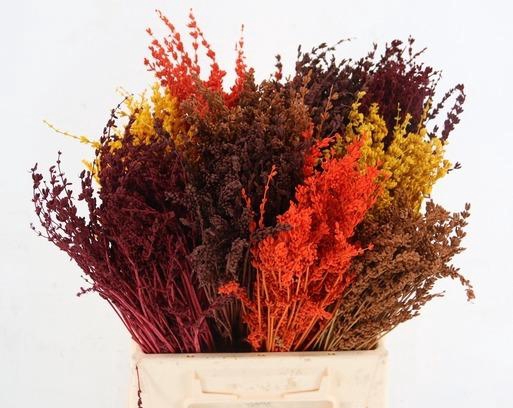 DF Lavendel Bs Autumn Mix