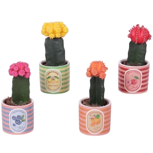 Cactus mix 5,5cm in Ceramic Pot Fresh Fruit Ø07cm