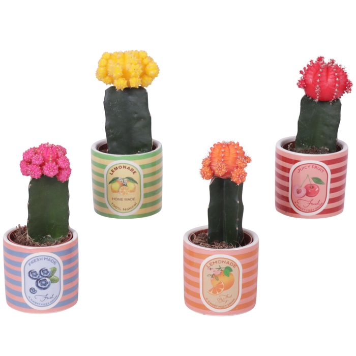 <h4>Cactus mix 5,5cm in Ceramic Pot Fresh Fruit Ø07cm</h4>