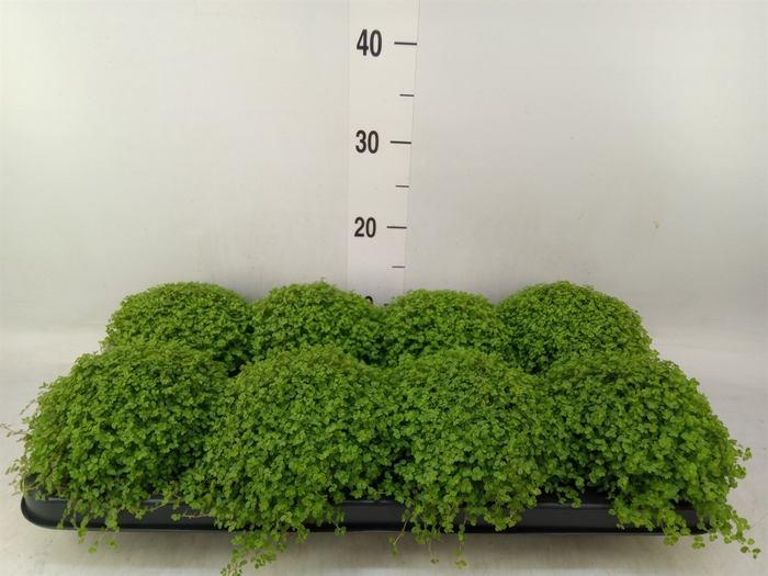 <h4>Soleirolia soleirolii   ...green</h4>