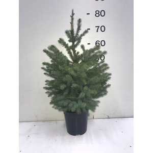 PICEA OMORIKA