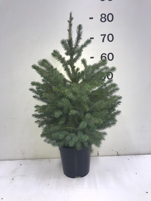 <h4>PICEA OMORIKA</h4>