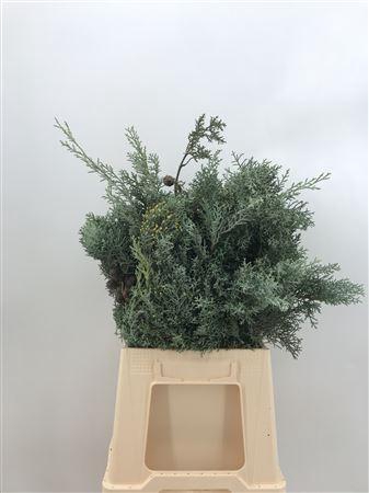 <h4>Cupressus Arizonica</h4>