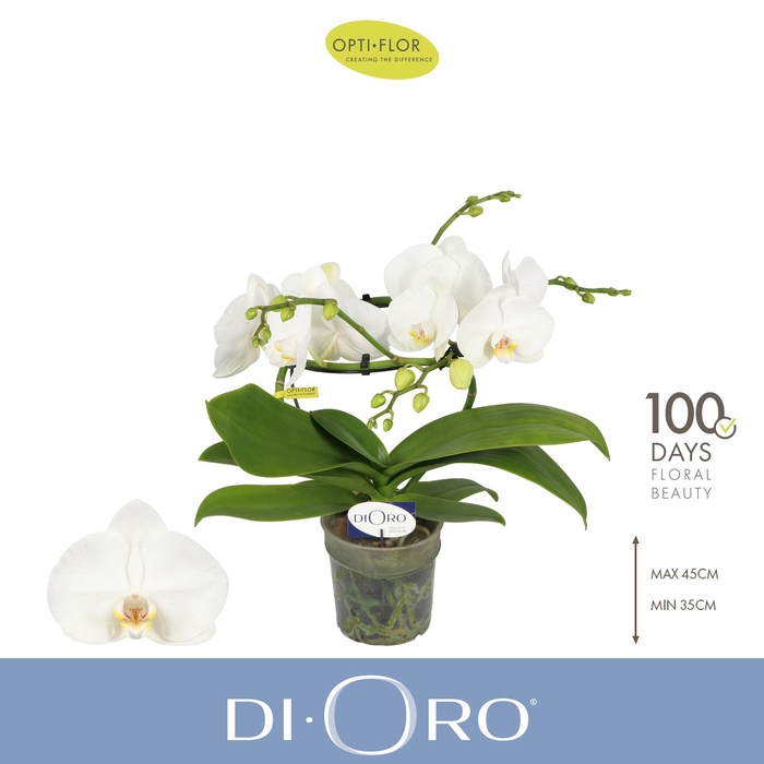 <h4>Dioro Prestige 2 spike</h4>