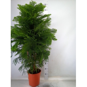 Araucaria heterophylla