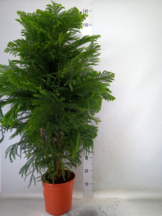 <h4>Araucaria heterophylla</h4>