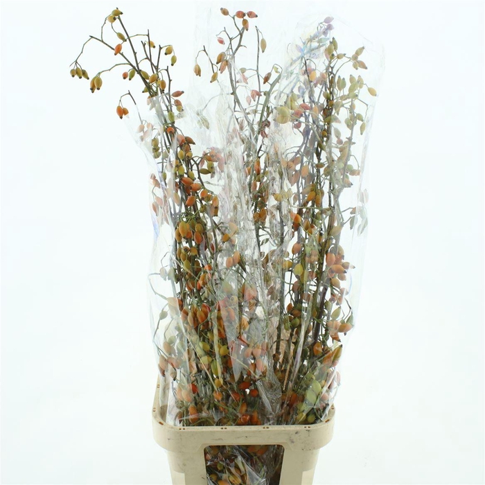 <h4>Rose Zaffiro Orange/green</h4>