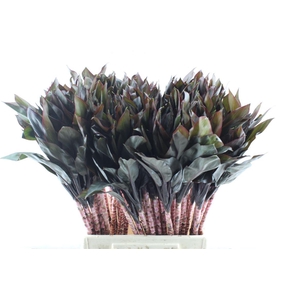 Cordyline Purple Compacta