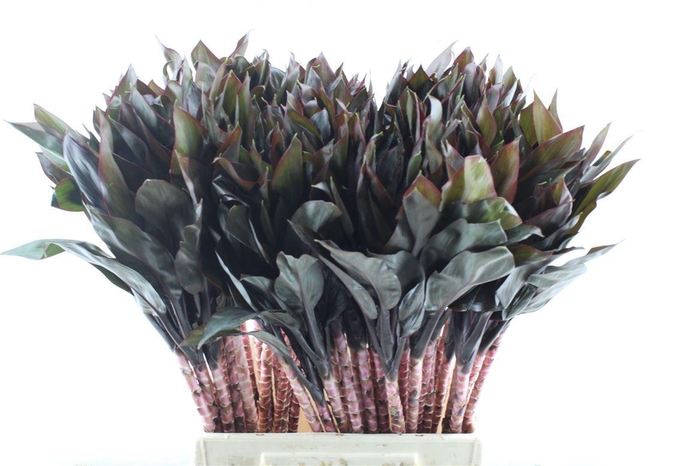 <h4>Cordyline Purple Compacta</h4>