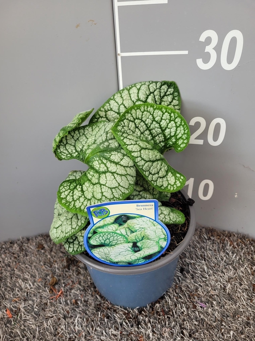 <h4>Brunnera 'Sea Heart'</h4>