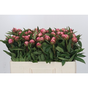 Paeonia Dr A Fleming