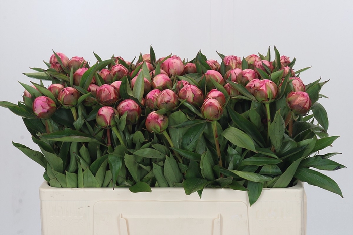 Paeonia Dr A Fleming
