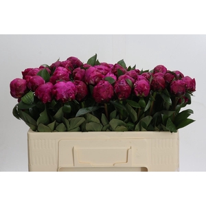 Paeonia Red Sarah Bernhardt