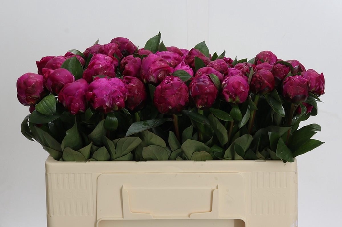 <h4>Paeonia Red Sarah</h4>