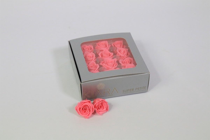 Rosa Preserved Baby Pink Mini Petite