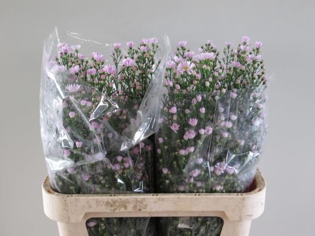 <h4>AST CLAUDIA</h4>