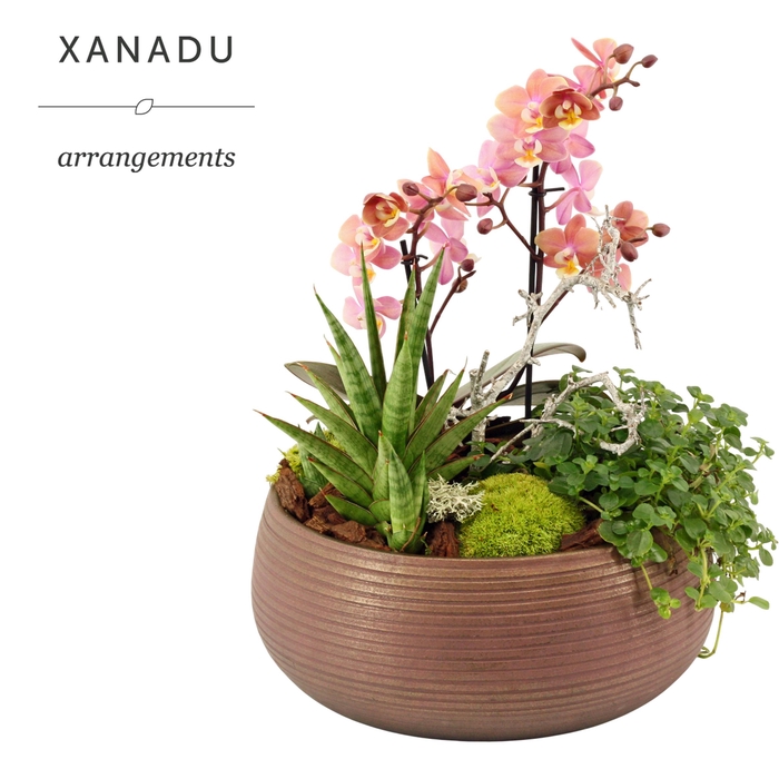 <h4>Xanadu Barcelona</h4>