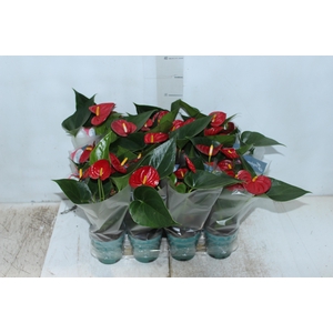 ANTHURIUM RED SUCCESS P09