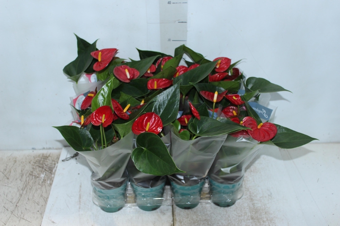 <h4>ANTHURIUM RED SUCCESS P09</h4>