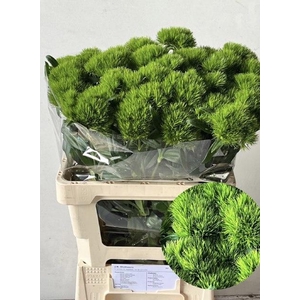 DI BARB GREEN WICKY